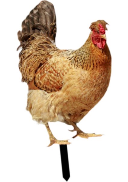 Dekoratif Tavuk Kazıkları Hediyeleri Açı I Için Akrilik Heykelcik A (Yurt Dışından) fırsatları