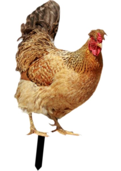 Dekoratif Tavuk Kazıkları Hediyeleri Açı I Için Akrilik Heykelcik A (Yurt Dışından) indirimleri