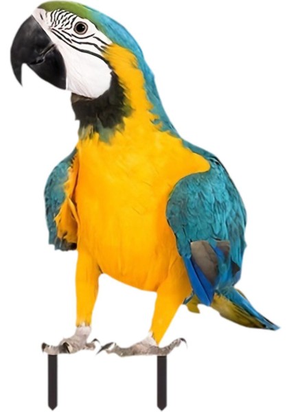 Papağan Zemin Kazığı Akrilik Papağan Süsü Veranda Avlu Arka Bahçe (Yurt Dışından)