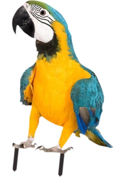 Papağan Zemin Kazığı Akrilik Papağan Süsü Veranda Avlu Arka Bahçe (Yurt Dışından) fiyatları