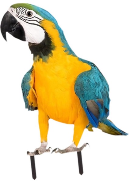 Papağan Zemin Kazığı Akrilik Papağan Süsü Veranda Avlu Arka Bahçe (Yurt Dışından) modelleri