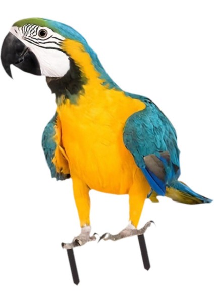 Papağan Zemin Kazığı Akrilik Papağan Süsü Veranda Avlu Arka Bahçe (Yurt Dışından) indirimleri