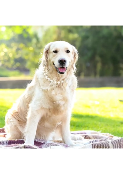 Büyük Incili Tasma, Inci Boncuklu Köpek Kolyesi