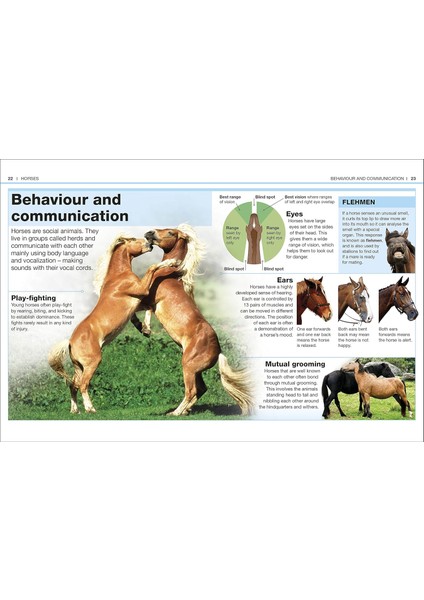 Pocket Eyewitness Horses: Facts At Your Fingertips