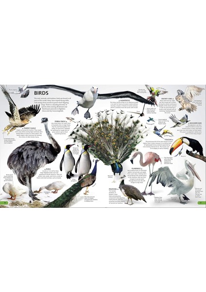 Wow!: The Visual Encyclopedia Of Everything
