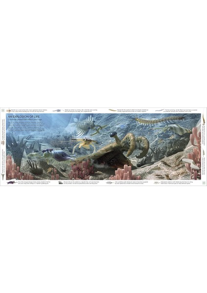 Life Through Time: The 700-MILLION-YEAR Story Of Life On Earth