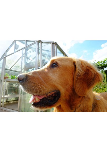 Nigel: My Family And Other Dogs modelleri