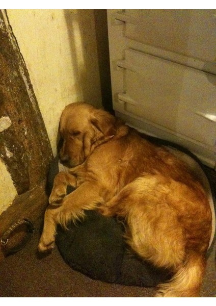 Nigel: My Family And Other Dogs indirimleri