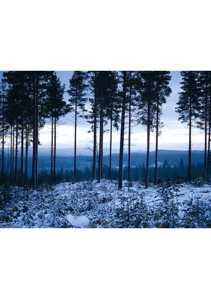 The Art Of Whittling: A Woodcarver's Guide To Making Things By Hand (Kapak Resmi Değişebilir) modelleri