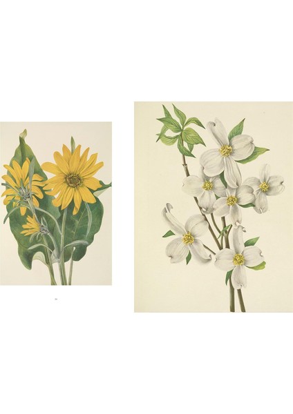 Wild Flowers Of North America: Botanical Illustrations By Mary Vaux Walcott fırsatları