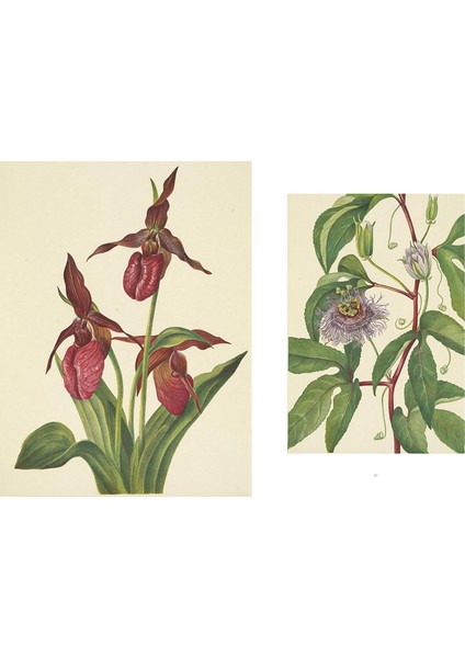 Wild Flowers Of North America: Botanical Illustrations By Mary Vaux Walcott indirimleri