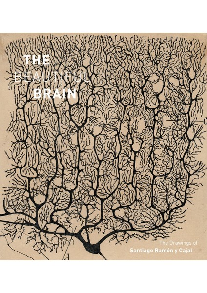 The Beautiful Brain: The Drawings Of Ramon Y Cajal: The Drawings Of Santiago Ramon Y Cajal