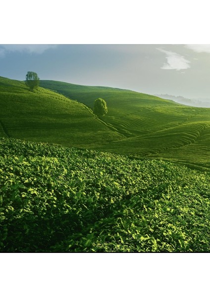 Efsane 1000 Gram x 2 Adet indirimleri