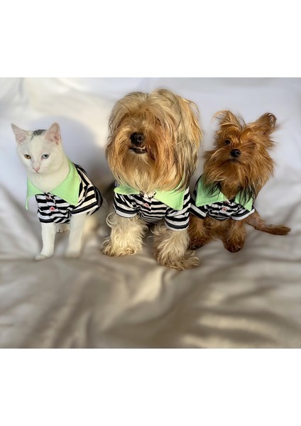 Grass Hopper Stripe Polo Yaka Tişört Kedi Kıyafeti Kedi Elbisesi indirimleri