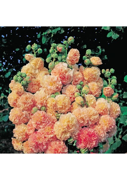 Peaches N Dreams Gülhatmi Tohumu Alcea Katmerli Şeftali Renkli