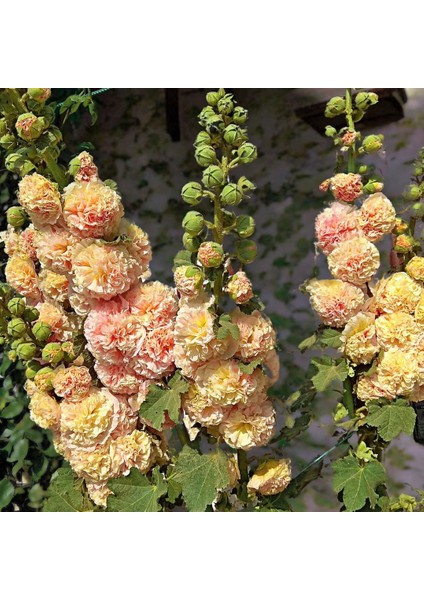 Peaches N Dreams Gülhatmi Tohumu Alcea Katmerli Şeftali Renkli modelleri