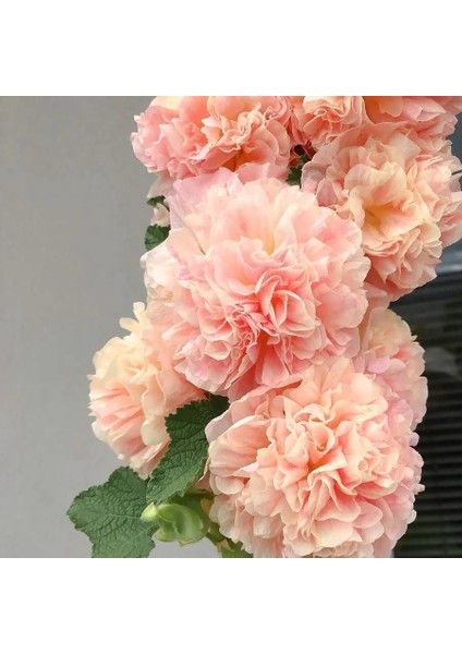 Peaches N Dreams Gülhatmi Tohumu Alcea Katmerli Şeftali Renkli fırsatları
