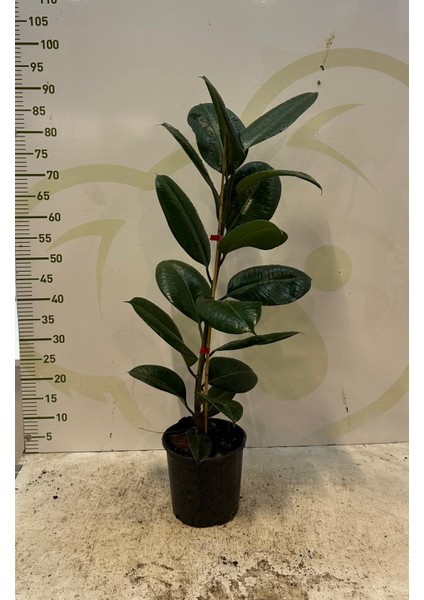 Kauçuk Ağacı Kauçuk Bitkisi Ficus Robusta 80 -90CM