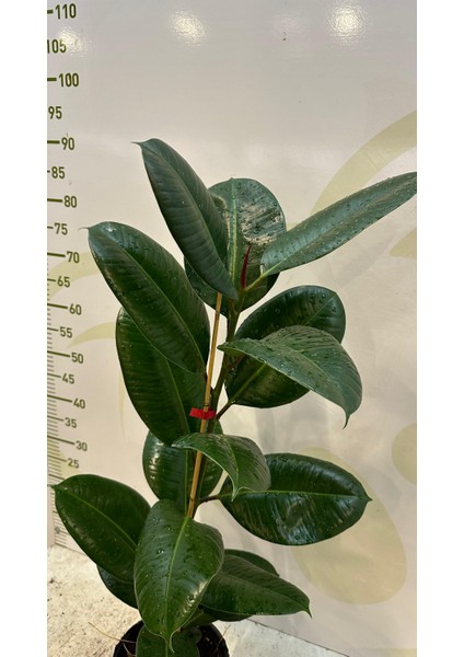 Kauçuk Ağacı Kauçuk Bitkisi Ficus Robusta 80 -90CM fiyatları