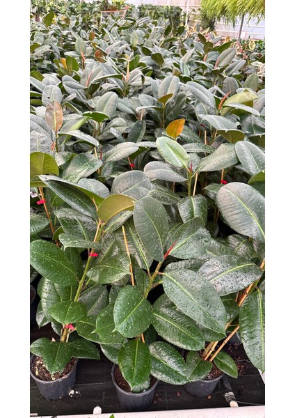 Kauçuk Ağacı Kauçuk Bitkisi Ficus Robusta 80 -90CM fırsatları