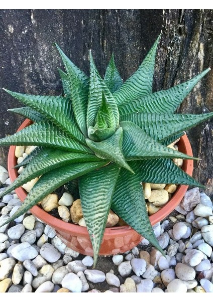 Yılan Derisi Sukulent - 5,5 cm Saksıda - Haworthia Limifolia Succulent