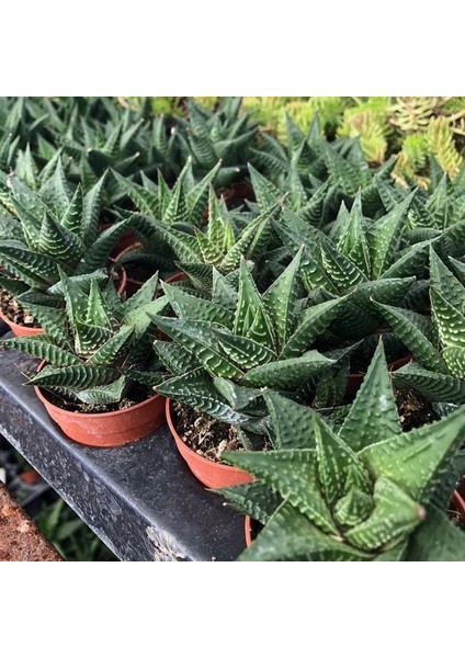 Yılan Derisi Sukulent - 5,5 cm Saksıda - Haworthia Limifolia Succulent