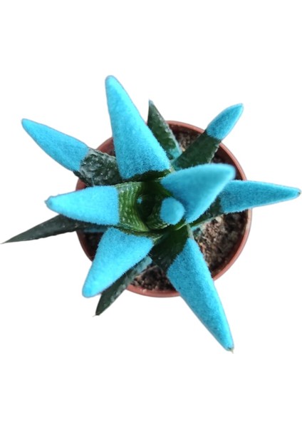 Mavi Yılan Derisi Sukulent - 5,5 cm Saksıda - Haworthia Limifolia Succulent