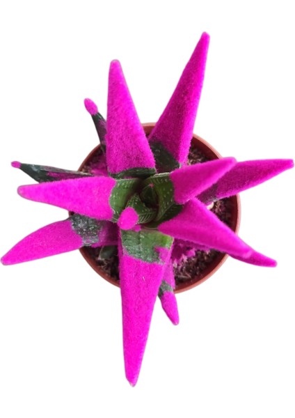 Pembe Yılan Derisi Sukulent - 5,5 cm Saksıda - Haworthia Limifolia Succulent