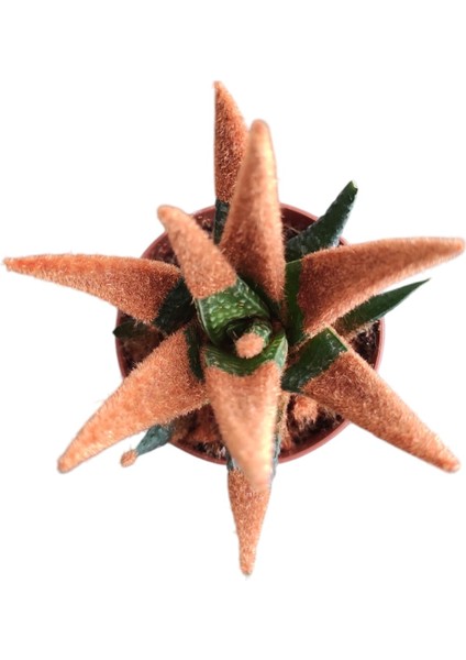 Kahverengi Yılan Derisi Sukulent - 5,5 cm Saksıda - Haworthia Limifolia Succulent