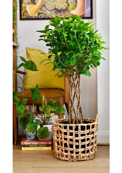 Sokak Benjamini / Ficus Microcarpa / Evrim Ağacı / 60-80 cm / Dış Mekan Bitkisi