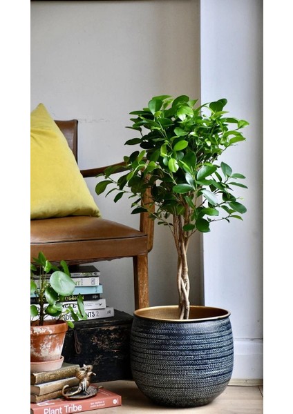 Sokak Benjamini / Ficus Microcarpa / Evrim Ağacı / 60-80 cm / Dış Mekan Bitkisi