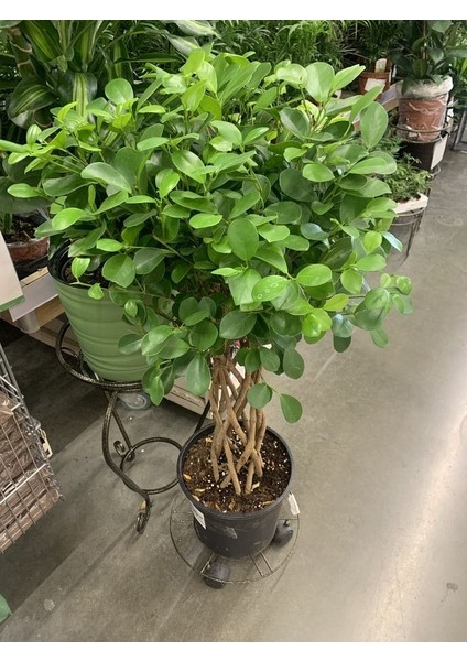 Sokak Benjamini / Ficus Microcarpa / Evrim Ağacı / 60-80 cm / Dış Mekan Bitkisi