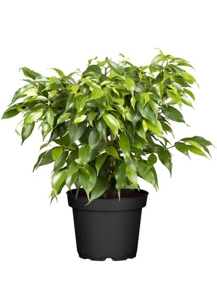 Yeşil Benjamin Bitkisi - 50-70 cm - Ficus Benjamina - İç Mekan Bitkileri