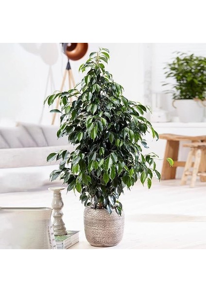 Yeşil Benjamin Bitkisi - 50-70 cm - Ficus Benjamina - İç Mekan Bitkileri