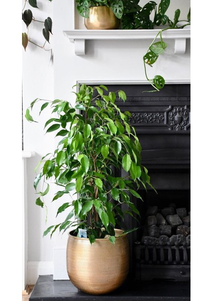 Yeşil Benjamin Bitkisi - 50-70 cm - Ficus Benjamina - İç Mekan Bitkileri