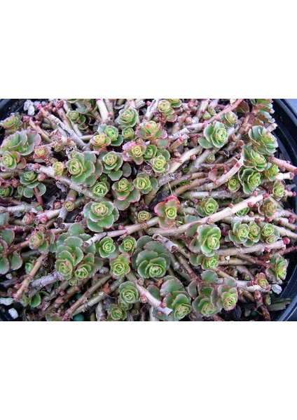 Sedum Spurium