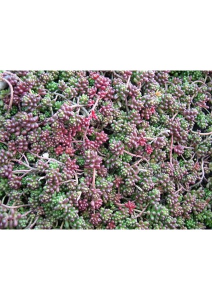 sedum Album