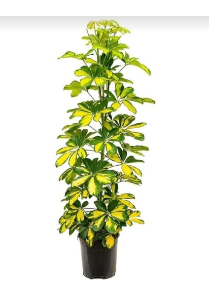 Alacalı Şeflera Bitkisi - 80-100 cm - Schefflera Gold Capella - İç Mekan Bitkileri