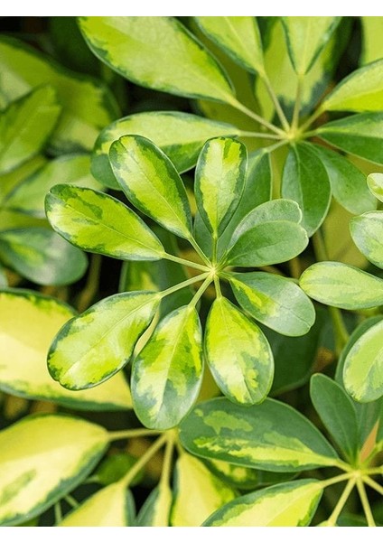 Alacalı Şeflera Bitkisi - 80-100 cm - Schefflera Gold Capella - İç Mekan Bitkileri modelleri