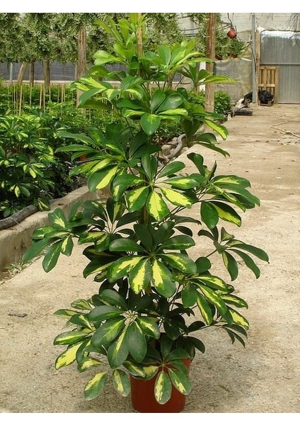 Alacalı Şeflera Bitkisi - 80-100 cm - Schefflera Gold Capella - İç Mekan Bitkileri fırsatları