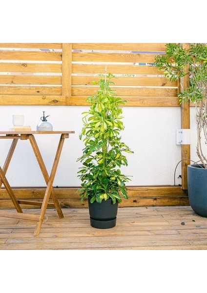 Alacalı Şeflera Bitkisi - 80-100 cm - Schefflera Gold Capella - İç Mekan Bitkileri indirimleri