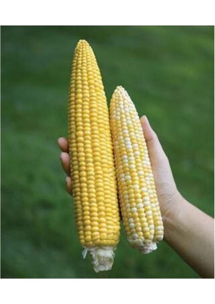 Süper Paket 150 Adet Tohum Ithal Nadir 40-60 cm Uzun Mısır Tohumu