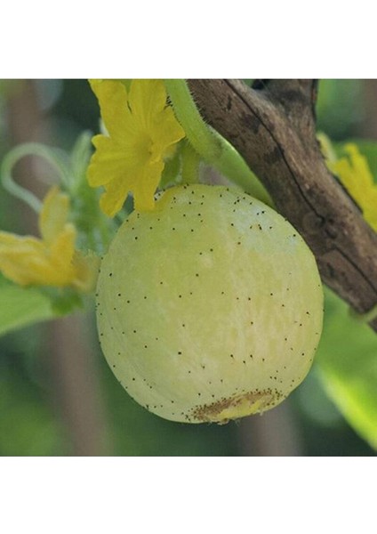 20 Adet Organic Crystal Apple Cucumber Tohumu