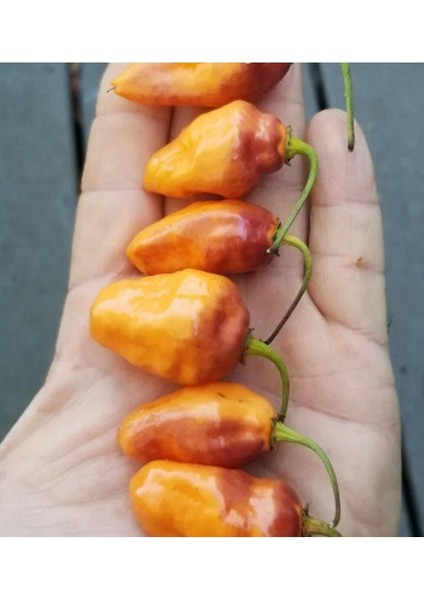 10 Adet Rare Bolivian Bumpy Biber Tohumu