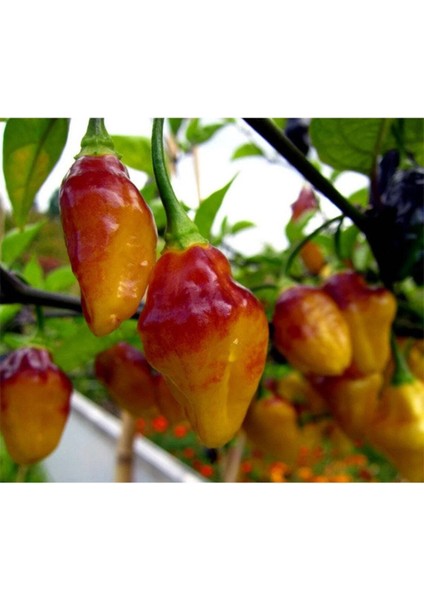 10 Adet Rare Bolivian Bumpy Biber Tohumu