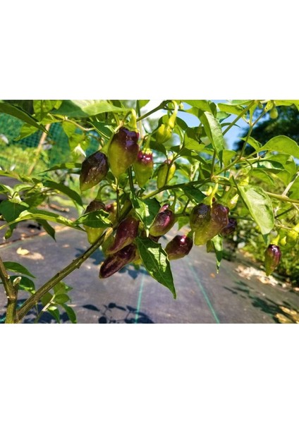 10 Adet Rare Bolivian Bumpy Biber Tohumu