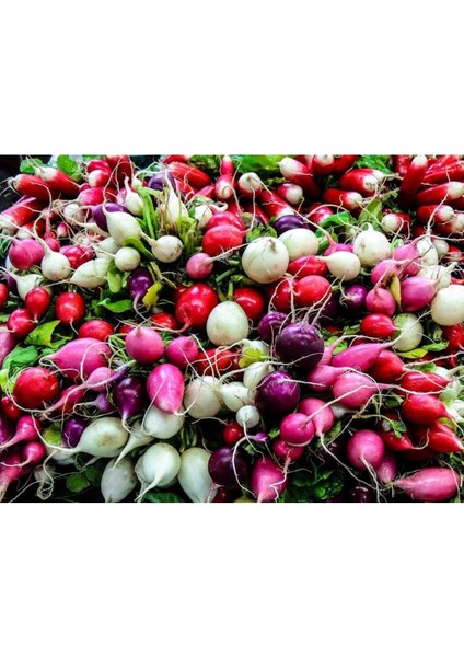 100 Adet Mix Gökkuşağı Rengi Turp Tohumu
