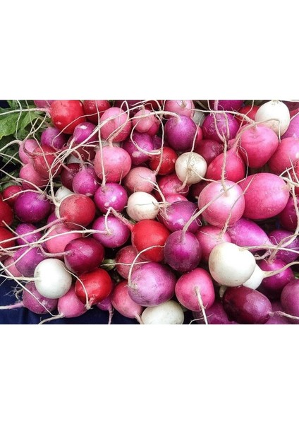 100 Adet Mix Gökkuşağı Rengi Turp Tohumu