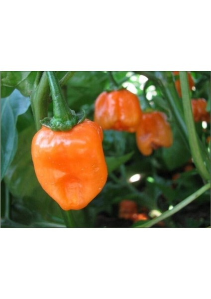 Çok Acı Habanero Biberi Tohumu 10 Adet Tohum Biber Tohumu fiyatları