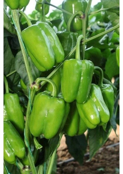 Antep Acı Dolmalık Biber Tohumu / 20+ Adet Tohum fiyatları